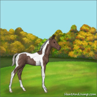 Horse Color:Silver Black Tobiano Rabicano 