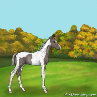 Horse Color:Silver Black Tobiano Rabicano 