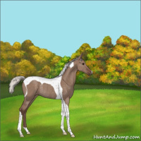 Horse Color:Silver Grullo Tobiano Rabicano 