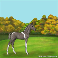 Horse Color:Silver Smoky Black Tobiano Rabicano 