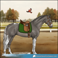 Horse Color:Silver Black Tobiano Rabicano