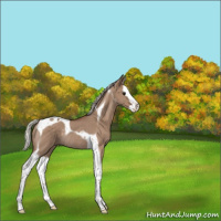 Horse Color:Silver Grullo Splash Tobiano Rabicano 