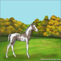 Horse Color:Silver Grullo Splash Tobiano Rabicano 
