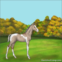 Horse Color:Silver Grullo Splash Tobiano Rabicano