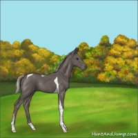 Horse Color:Silver Black Tobiano Rabicano 