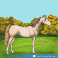 Horse Color:Buckskin Pearl Sabino 