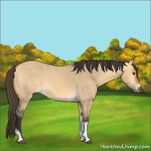 Horse Color:Buckskin Dun Tobiano 