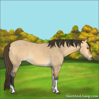 Horse Color:Buckskin Dun Tobiano