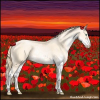 Horse Color:Buckskin Pearl Sabino 