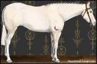 Horse Color:Palomino Pearl Dun Sabino