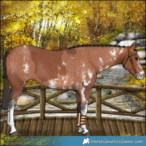 Horse Color:Bay Sabino Rabicano  and Bay Sabino Rabicano 