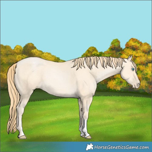 Horse Color:Buckskin Pearl Sabino 