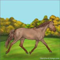Horse Color:Red Dun 