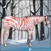 Horse Color:Bay Sabino Rabicano and Silver Bay Sabino Rabicano