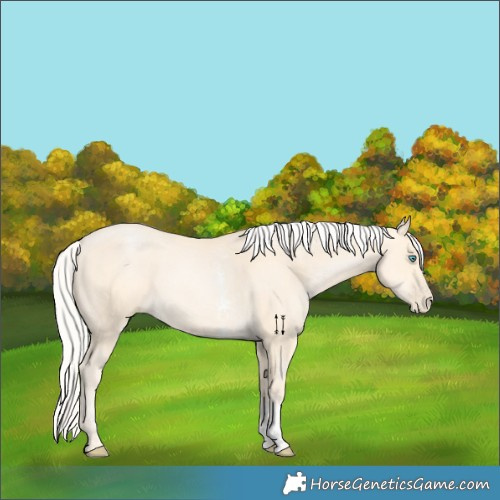 Horse Color:Silver Buckskin Pearl Sabino