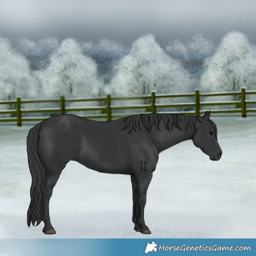 Horse Color:Black 