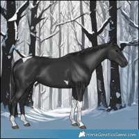Horse Color:Black Tobiano