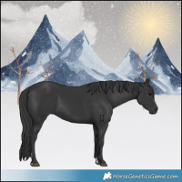 Horse Color:Black 
