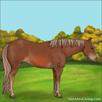 Horse Color:Chestnut 