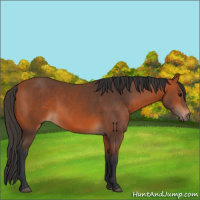 Horse Color:Bay 