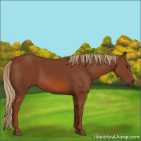 Horse Color:Chestnut 