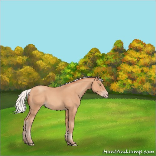 Horse Color:Silver Amber Champagne Frame 