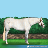 Horse Color:Buckskin Pearl Sabino 