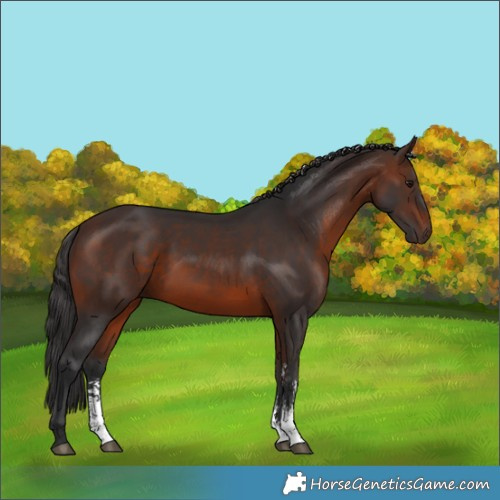 Horse Color:Powder White Brown Sabino 