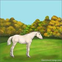Horse Color:Palomino Pearl Sabino Splash 