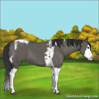 Horse Color:Grullo Splash Tobiano