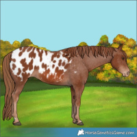 Horse Color:Chestnut Appaloosa 