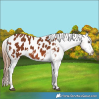 Horse Color:Chestnut Appaloosa 