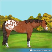 Horse Color:Bay Appaloosa 