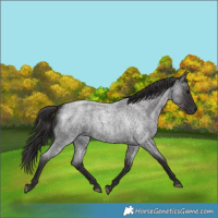 Horse Color:Smoky Blue Roan  and Smoky Blue Roan 