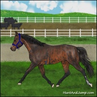 Horse Color:Black  and Brown 