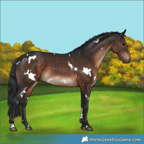 Horse Color:White Spotted Brown 