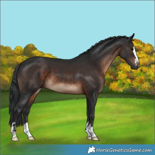 Horse Color:Brown 