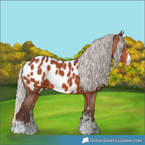Horse Color:Silver Bay Sabino Appaloosa 