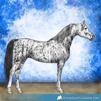 Horse Color:Black and White Spotted Black