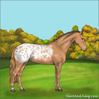 Horse Color:Chestnut Appaloosa
