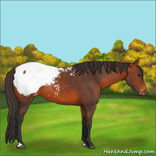 Horse Color:Bay Appaloosa 