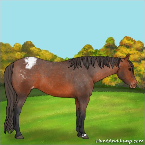 Horse Color:Bay Appaloosa