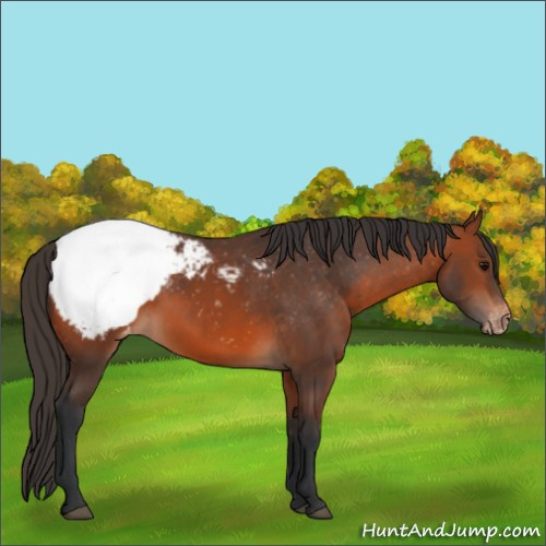 Horse Color:Bay Appaloosa 