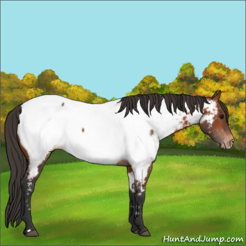 Horse Color:Bay Appaloosa