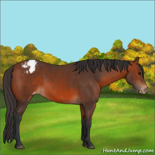 Horse Color:Bay Appaloosa 
