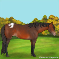 Horse Color:Bay Appaloosa