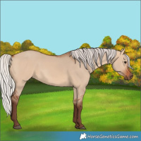 Horse Color:Silver Bay Dun 