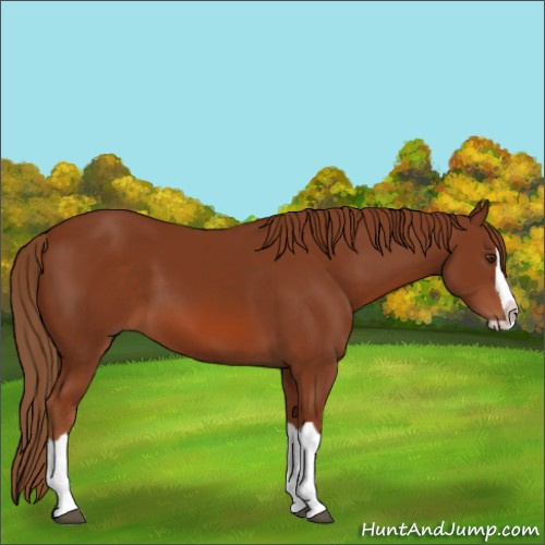 Horse Color:Chestnut Splash