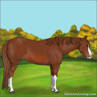 Horse Color:Chestnut Splash 