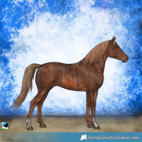 Horse Color:Liver Chestnut  and Chestnut 